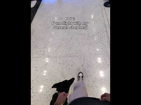 POV: 6 am Flight with my German Shepherd thumbnail