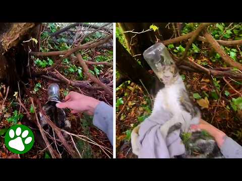 Distressed Kitten Trapped in Jar Gets Saved by Brave Rescuers thumbnail