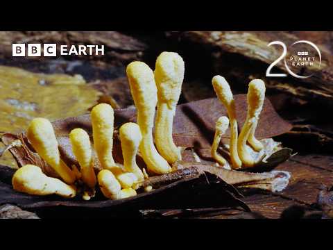 Parasitic Cordyceps Take Over Insect's Body | 20 Years of Planet Earth | BBC Earth thumbnail