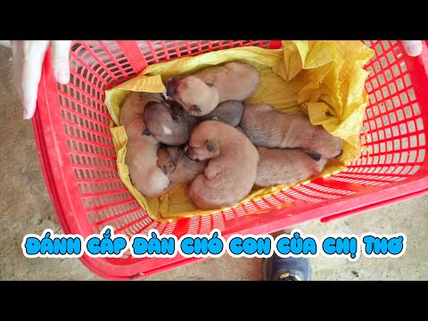 Đột Nhập Ăn Trộm Đàn Chó Con Của Chị Thơ thumbnail