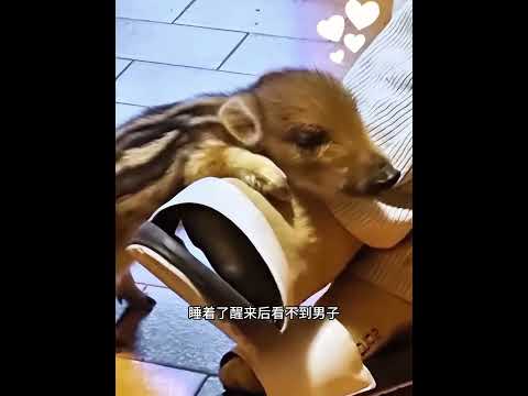 男子骑行时偶遇一只小野猪，将其带回后，它却逆天改变！ #animals #pets #动物救助 #主人 #寵物友善日常 thumbnail