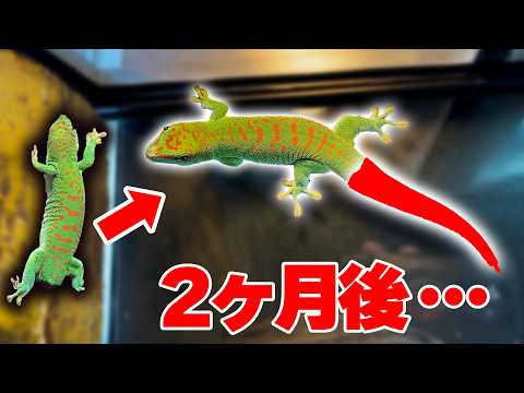 尻尾が切れて２ヶ月経ったヤモリが驚愕の姿に… thumbnail