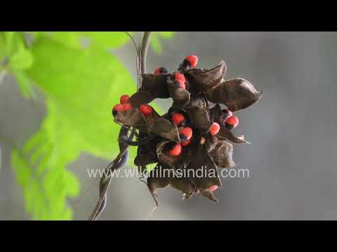 Ratti: Colourful seeds of Rosary Pea in red and black combination, as seen up close thumbnail