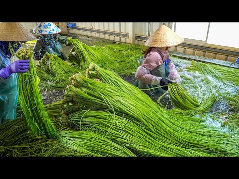 3 Harvests in Taiwan : White Water Snowflake, Potatoes and Radish / 台灣三種作物收成：水蓮、馬鈴薯與白蘿蔔 thumbnail