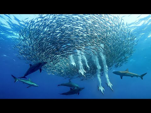 El ESPECTÁCULO NATURAL más BRUTAL | SARDINE RUN thumbnail