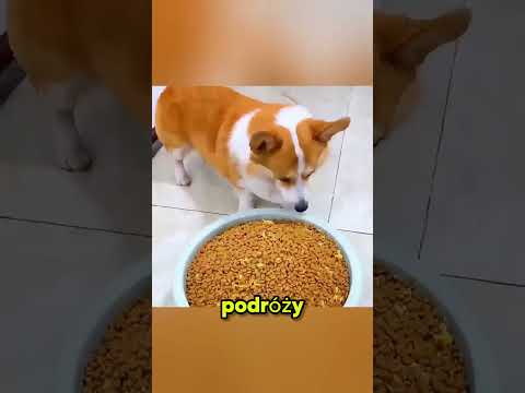 **Niesamowity Pies na Deskorolce 🛹🐶** thumbnail