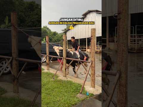 SEMUA PANIK❗️DETIK DETIK SAPI ADAM SYIFA NGAMUK😱 thumbnail