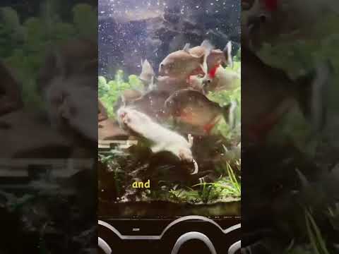 Piranha pack VS huge rat!! thumbnail
