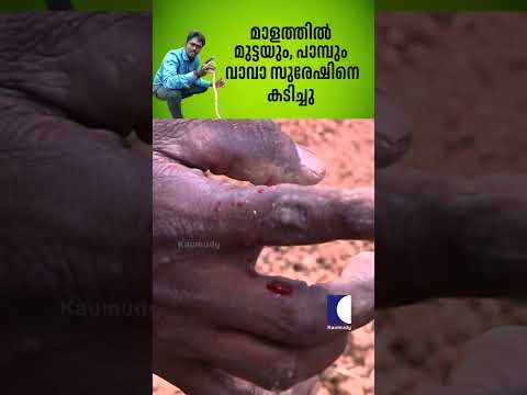 മാളത്തിൽ മുട്ടയും, പാമ്പും വാവാ സുരേഷിനെ കടിച്ചു #snakemaster #vavasuresh thumbnail