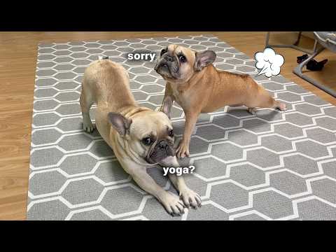 5 Things Only French Bulldog Owners Will Understand thumbnail