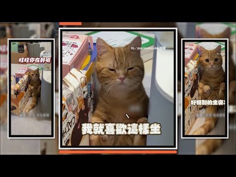 橘貓躲角落姿勢超怪 媽上前關心也沒想動 thumbnail