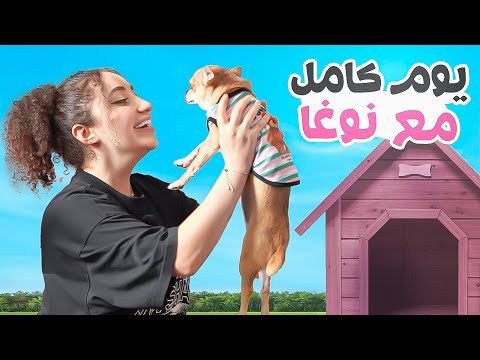نوغا مكتئبة.. قضيت يوم كامل معاها 🐶💔 thumbnail