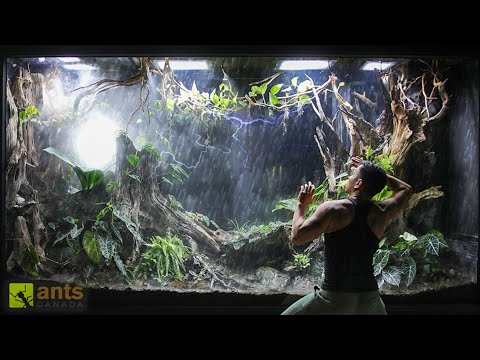 I Simulated a FLOOD x TYPHOON in My Giant Rainforest Vivarium thumbnail
