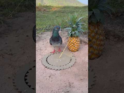 Effective Unique Pigeon Trap #youtubeshorts thumbnail
