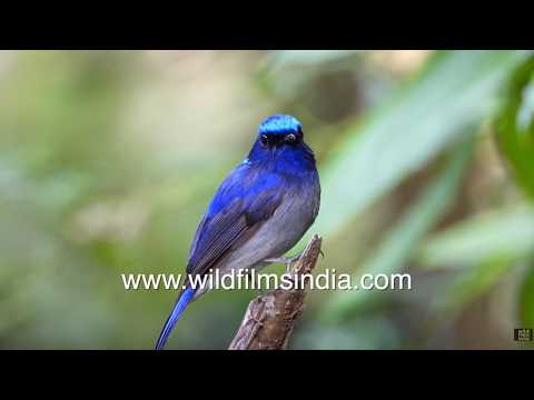 Small Niltava and Common Cuckoo spotted in forest woodland habitat thumbnail