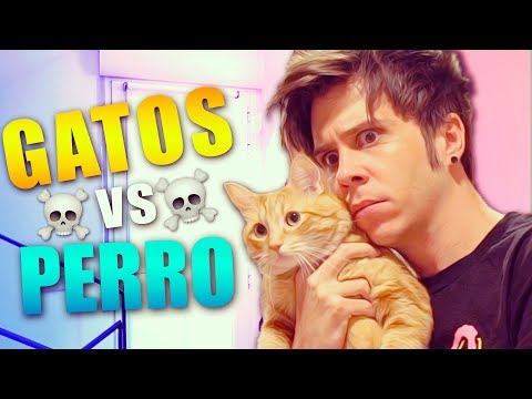 MIS GATOS CONOCEN A UN PERRO thumbnail