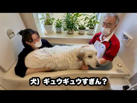 スシ詰めで暑苦しくお風呂に入る超大型犬【土下座編】 thumbnail