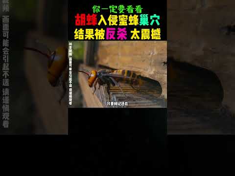 胡峰入侵蜜蜂?巢穴，太震撼了！ #感人壹幕 #科普 #大熱門 #影視解説 #funny #影视聚焦 #animals #搞笑 #精彩影视 thumbnail