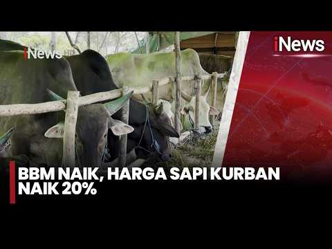 Jelang Idul Adha Mencekik! Harga Sapi Kurban Naik Gara-Gara BBM  | iNews Pagi 23/5 thumbnail