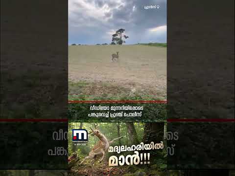 'പഴകിയ പഴം കഴിച്ച് ലഹരി തലയ്ക്ക് പിടിച്ചു'; നിയന്ത്രണം വിട്ടോടുന്ന മാനിന്റെ വീഡിയോ വൈറൽ | Deer thumbnail