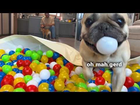 Surprising My Dogs With 400 BALLS thumbnail