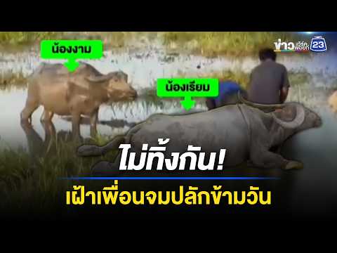 ซึ้งทั้งทุ่งนา! “น้องงาม” เฝ้าเพื่อนจมปลัก 24 ชั่วโมง  l ข่าวเที่ยงเวิร์คพอยท์ l 3 มิ.ย. 69 thumbnail