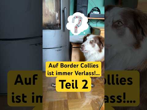 Fortsetzung folgt #bordercollie #dogshorts #hundeleben #tierliebe #hund #fürdich #haustiere #doglife thumbnail