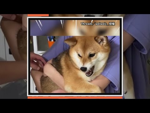 哥哥去日本半年　回家見柴犬露牙咆哮：不准碰偶 thumbnail