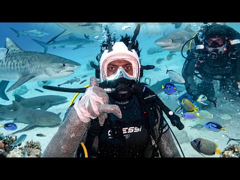 irl stream in Bahamas 🇧🇸 + Shark Diving 🦈 thumbnail