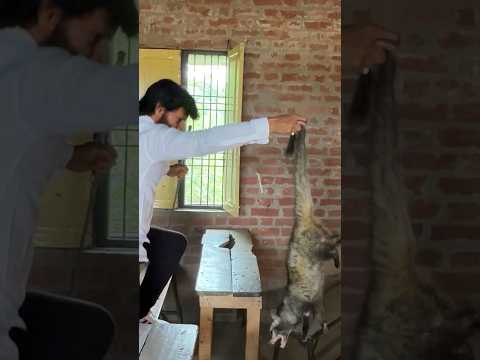 जब इस स्कूल में एक साथ नर मादा जानवर (मुर्दाखोर) को कैसे रेस्क्यू किया गया! thumbnail