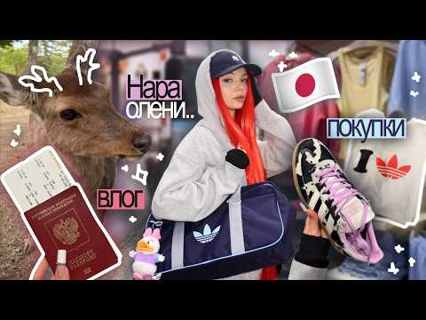 ВЛОГ из Японии 🇯🇵🩵: Нара и олени 🦌, шоппинг в Сибуе 🏮, подарки  (Arive, Tesori и др. )🎁 | Часть 3 thumbnail