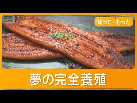 夢の完全養殖ウナギ4860円で販売　脂さっぱり＆やわらかな身　卵30万個から1000匹育つ【もっと知りたい！】【グッド！モーニング】(2026年5月29日) thumbnail