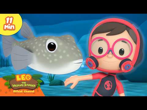 The White Spotted Pufferfish Makes Sand Art! | Leo the Wildlife Ranger | Learning Animal Cartoons thumbnail