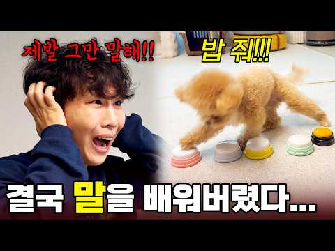 결국 사람 말을 시작한 천재견 토리... 괜히 가르쳤나? thumbnail