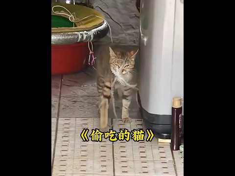 流浪猫天天都来偷八爪鱼吃，而且专挑大的，真是又坏又可爱 #animals #cats  #pets thumbnail