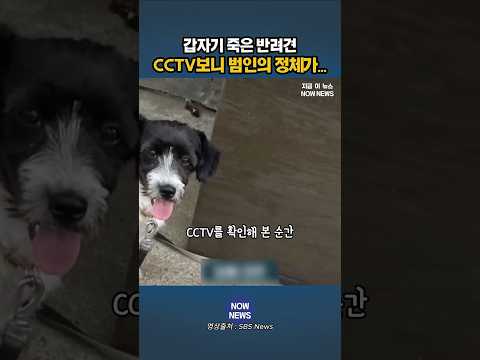 갑자기 죽은 반려견 CCTV보니 '소름' thumbnail