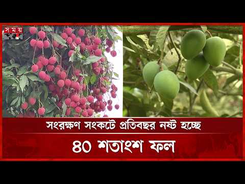 রংপুরের হাঁড়িভাঙ্গা আম ও লিচুর পরিচিতি বাড়ছে বিশ্ববাজারে | Rangpur News | Agriculture | Mango thumbnail