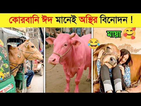 কোরবানিতে ঘটে যাওয়া হাস্যকর কর্মকাণ্ড ! ? | Qurbani Eid Funny Videos 2026 | Flood | ভয়াবহ বন্যা thumbnail