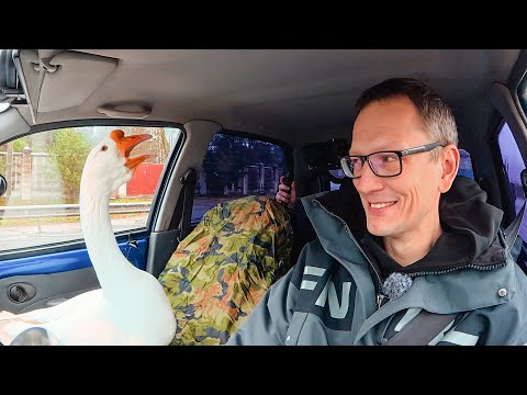 ЧТО С ГУСЁМ ? ПРОДАЮ МАТИЗ. НАШ НОВЫЙ ВЕЗДЕХОД. ЯГУАР ЕЩЁ ЖИВ. thumbnail