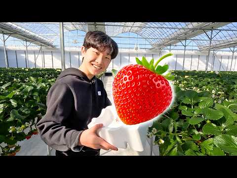 Yejun Visit Strawberry Farm for Kids Harvest Playground thumbnail