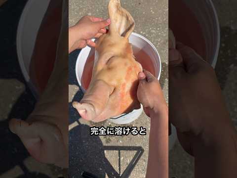 冷凍庫に眠っていた巨頭を処理する thumbnail