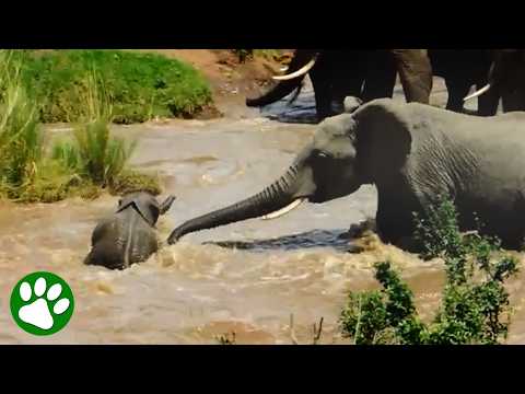 Mama Elephant Can't Save Her Baby Alone 🥺 thumbnail