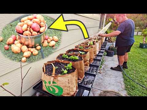I Grew Potatoes in Supermarket Paper Bags — Here’s What Happened thumbnail