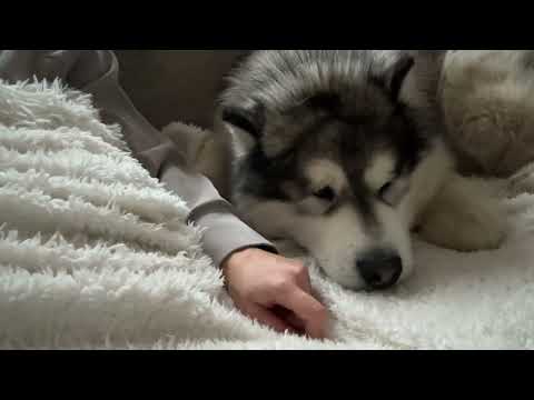 This Is Why You Need A Therapy Dog!  thumbnail