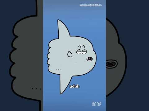 IKAN MOLA MAU DIMAKAN IKAN HIU thumbnail