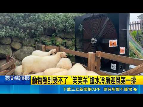 動物熱到受不了 "笑笑羊"搶水冷扇迎風第一排 獨角仙剛放養被"熱死" 復育區急裝遮陽黑網｜記者 吳崑榆 陳逸潔 葉信葳 邱瑞揚｜三立新聞LIVE thumbnail