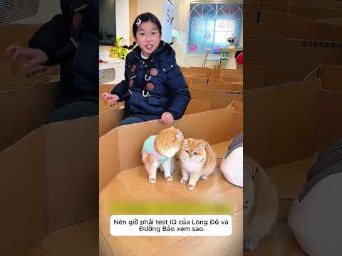 Thử Thách Mê Cung Siêu IQ Cho Cún Cưng 🐶🧩🔥 thumbnail