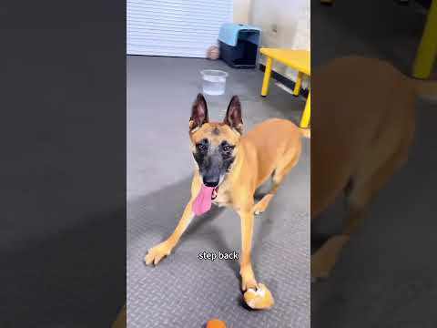 Belgian Malinois version of Bop-it #dog #dogcoach #malinois thumbnail
