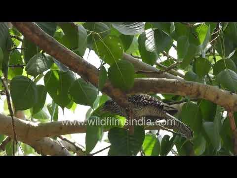 Female Asian Koel perched among dense foliage thumbnail