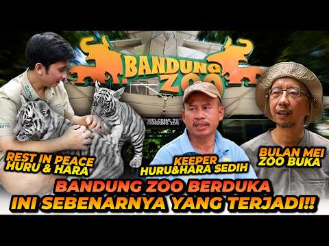 2 ANAK HARIMAU BENGGALA MATI! BANDUNG ZOO HARUS BERBENAH? INI KATA PAWANG HARIMAUNYA.. thumbnail